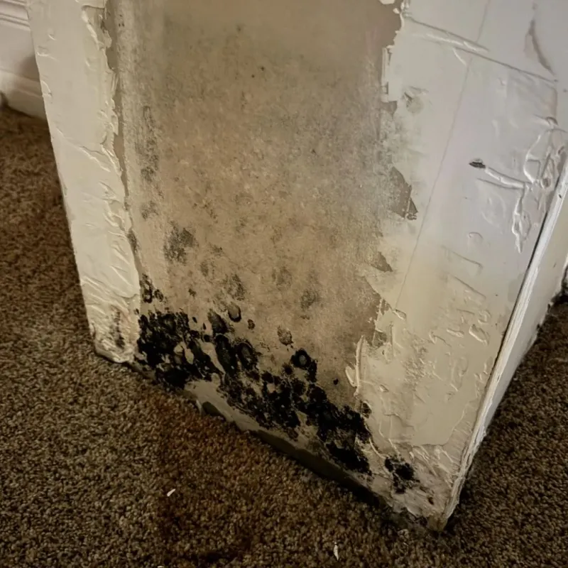 Professional Mold Removal in Spencer County, IN